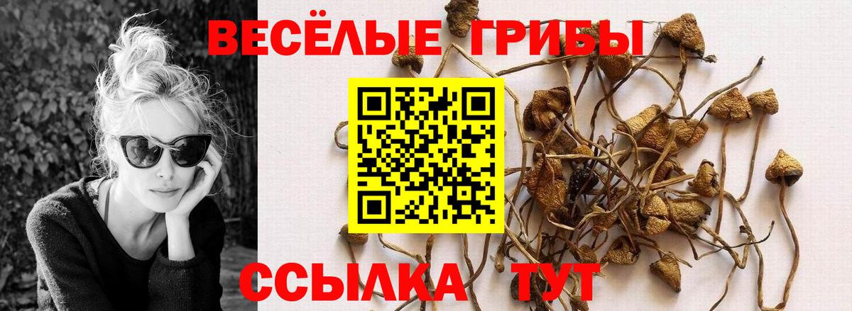 Галлюциногенные грибы GOLDEN TEACHER  как найти закладки  Кинешма  Вход с VPN 